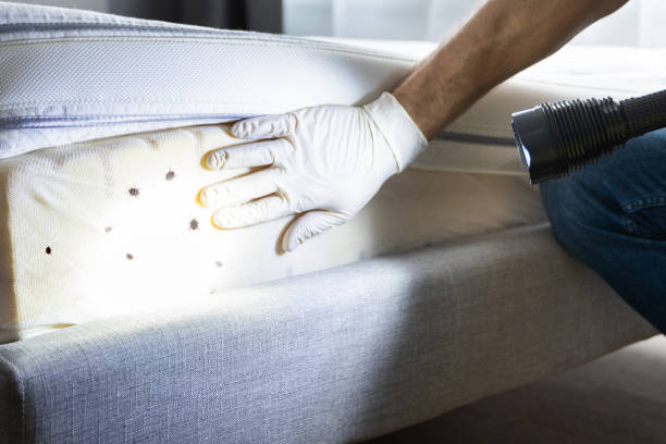Best Ant Control Services  in Albers, IL