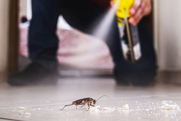 Best Rodent Control Near Me  in Albers, IL