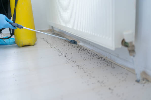 Best Pest Removal Services  in Albers, IL